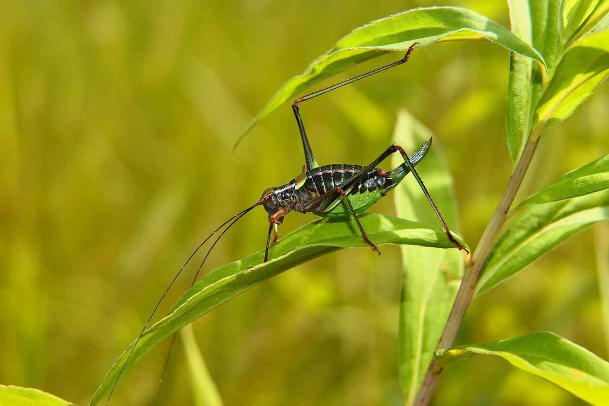 What Do Users Say About LiveCricket.is?