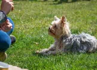 Liverpool Camp: How to Train Like a Premier League Pro Liverpool Camp: How to Train Like a Premier League Pro
