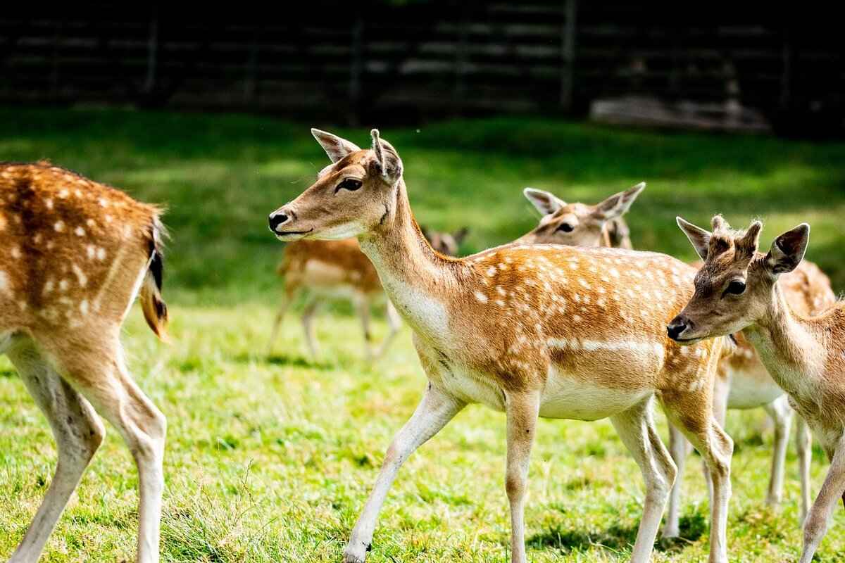 How History Shapes Character Decisions