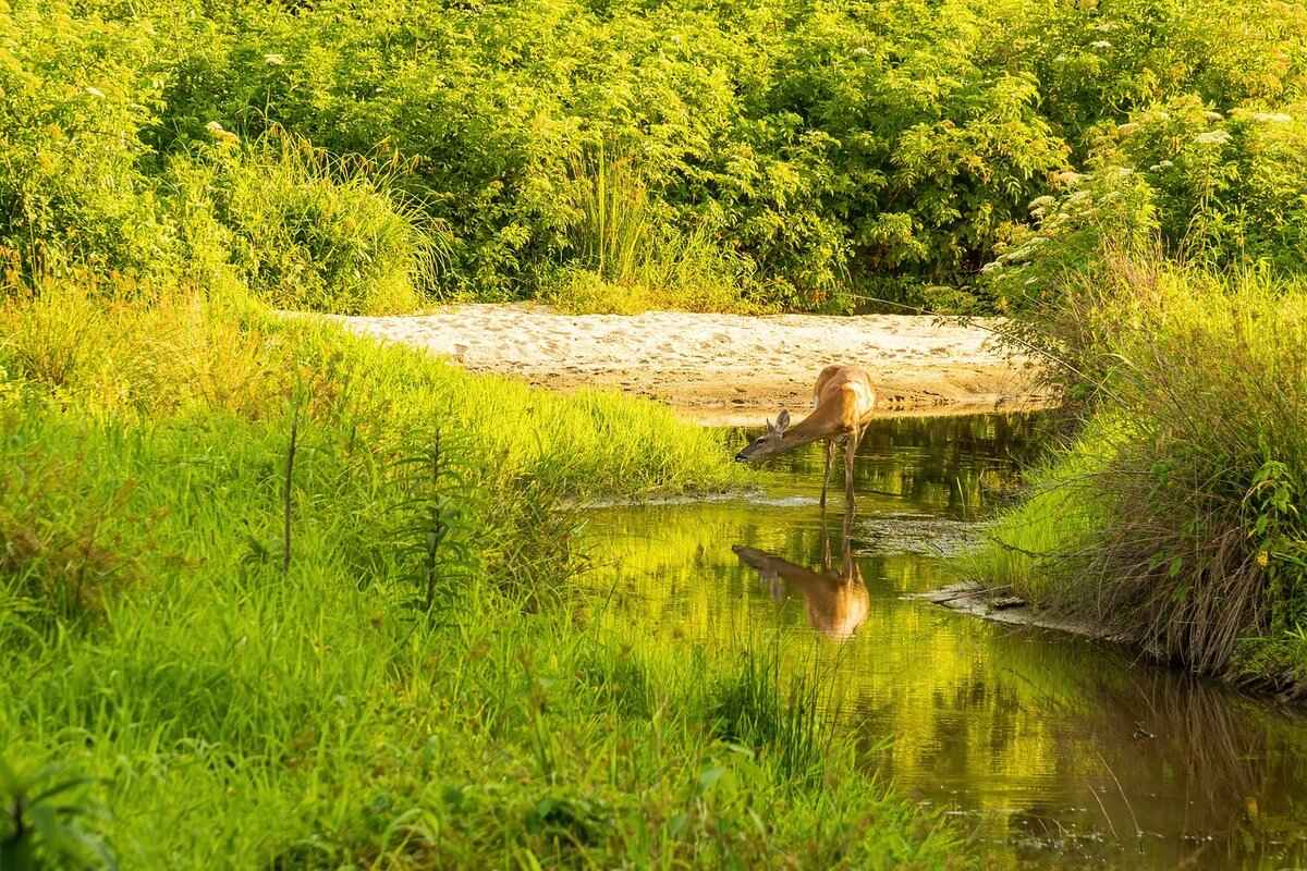 Understanding the Protagonist: Jane