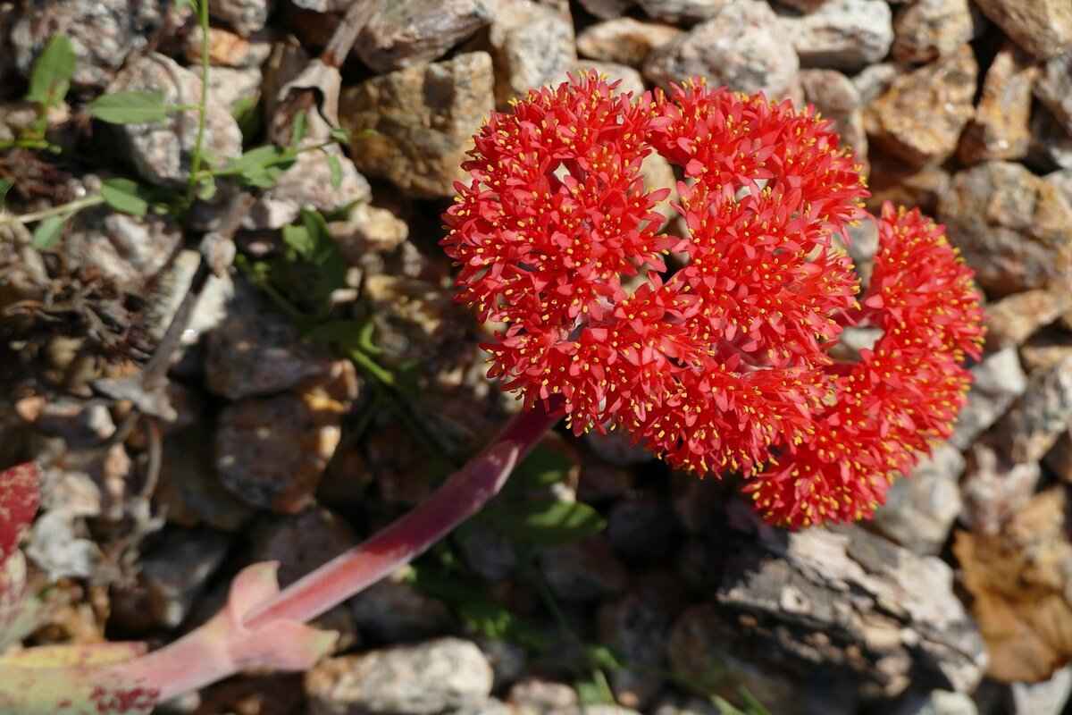 Design and Aesthetics of the Jersey