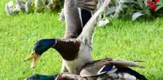 Luvdisc Pokémon Battle Tactics, Best Items, and Counters in Pokémon Games Luvdisc Pokémon Battle Tactics, Best Items, and Counters in Pokémon Games