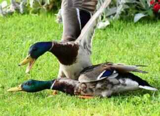 Luvdisc Pokémon Battle Tactics, Best Items, and Counters in Pokémon Games Luvdisc Pokémon Battle Tactics, Best Items, and Counters in Pokémon Games