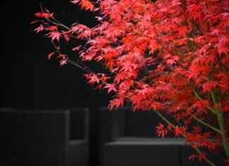 Luxury & Fine Dining Experiences in Asia Luxury & Fine Dining Experiences in Asia