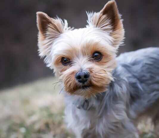 Man Bites Dog Movie – What Is It Really About? Man Bites Dog Movie – What Is It Really About?