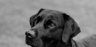 Man Bites Dog – Understanding the Famous News Phrase Man Bites Dog – Understanding the Famous News Phrase