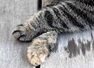 Managing Screen Time with Paw Patrol Episodes Managing Screen Time with Paw Patrol Episodes