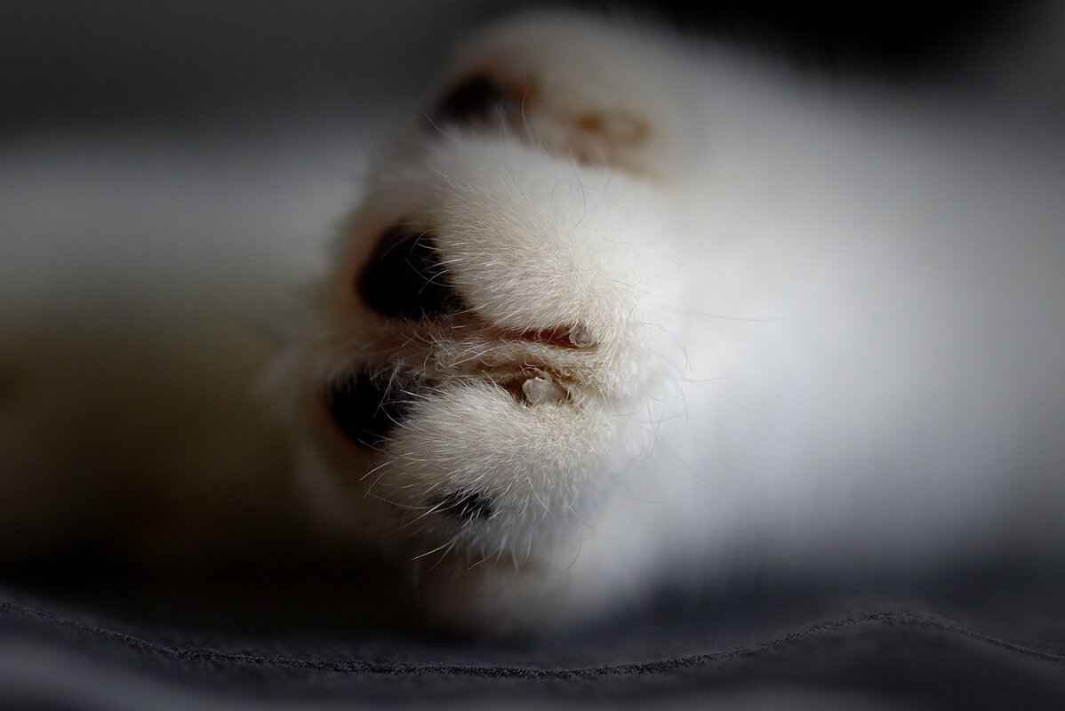 Managing Screen Time with Paw Patrol Episodes 2 The Educational Value of Paw Patrol