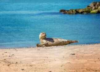 Mandarmani West Bengal: The Ultimate Beach Destination You Haven’t Visited Yet Mandarmani West Bengal: The Ultimate Beach Destination You Haven’t Visited Yet