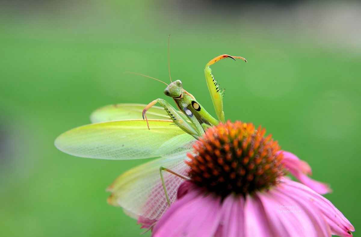 Where Did Manti Originate?