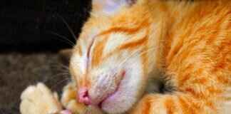 Marshall’s Best Fire-Rescue Moments in Paw Patrol History Marshall's Best Fire-Rescue Moments in Paw Patrol History