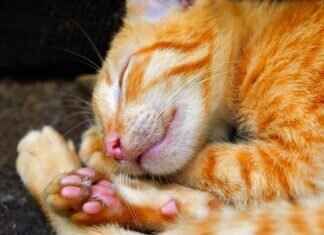 Marshall’s Best Fire-Rescue Moments in Paw Patrol History Marshall's Best Fire-Rescue Moments in Paw Patrol History