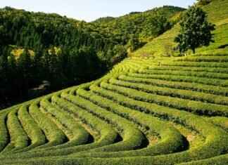 Matcha vs. Green Tea: Which One is Healthier? Matcha vs. Green Tea: Which One is Healthier?