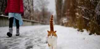 Meet the Paw Patrol: An Introduction to the Team Meet the Paw Patrol: An Introduction to the Team