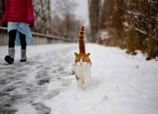 Meet the Paw Patrol: An Introduction to the Team Meet the Paw Patrol: An Introduction to the Team