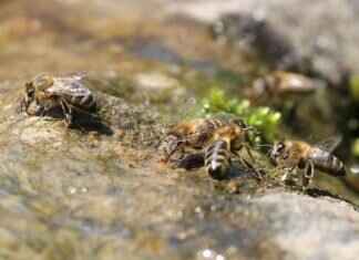 Melmetal Pokémon: Best Moveset, Strengths, and How to Use It in Battle Melmetal Pokémon: Best Moveset, Strengths, and How to Use It in Battle