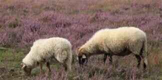 Merino Watch Cap: The Best Headwear for Cold Match Days Merino Watch Cap: The Best Headwear for Cold Match Days