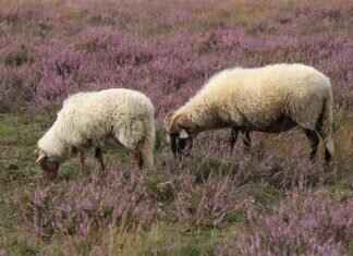 Merino Watch Cap: The Best Headwear for Cold Match Days Merino Watch Cap: The Best Headwear for Cold Match Days