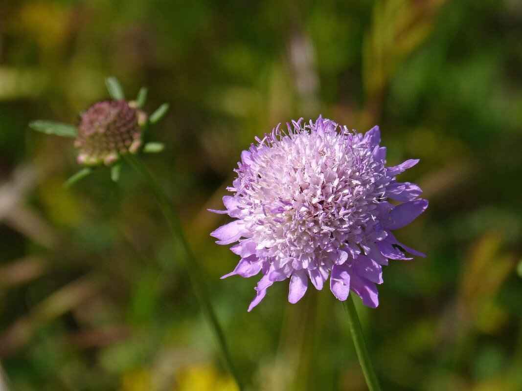 Understanding Metapod: Basic Features and Characteristics