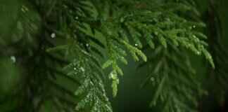 Mighty Pups: Paw Patrol’s Superpower-Packed Adventure Mighty Pups: Paw Patrol’s Superpower-Packed Adventure