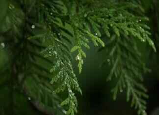 Mighty Pups: Paw Patrol’s Superpower-Packed Adventure Mighty Pups: Paw Patrol’s Superpower-Packed Adventure