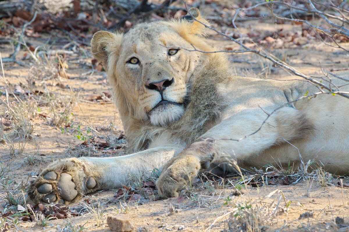 Mighty Pups: Paw Patrol’s Superpower-Packed Adventure 1 Chase: The Super Speedster