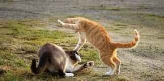 Mimikyu Pokémon: Best Moves, Battle Tactics, and Competitive Play Guide Mimikyu Pokémon: Best Moves, Battle Tactics, and Competitive Play Guide