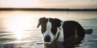 Minor Dog Bite Treatment – How to Handle Small Wounds Safely Minor Dog Bite Treatment – How to Handle Small Wounds Safely