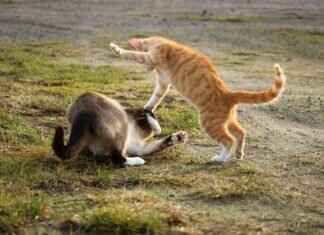 Misdreavous Pokémon Weaknesses, Best Counters, and Strategies for Ranked Matches Misdreavous Pokémon Weaknesses, Best Counters, and Strategies for Ranked Matches