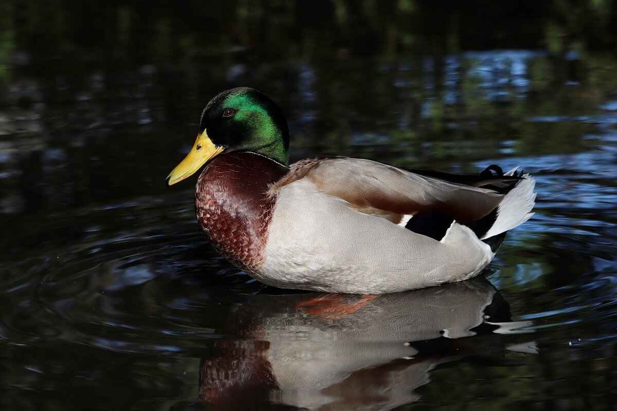 How to Prepare Peking Duck at Home?