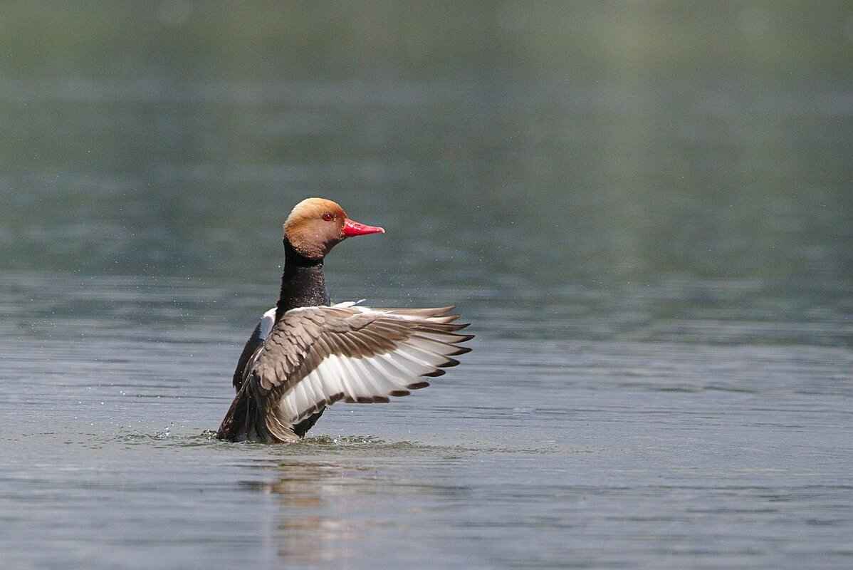 What Are Some Popular Modern Peking Duck Dishes?
