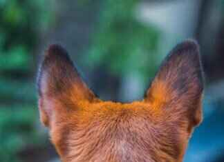 Most Exciting Paw Patrol Rescues Ranked Most Exciting Paw Patrol Rescues Ranked