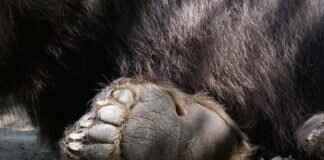 Most Popular Paw Patrol Characters & Where to Buy Paw Patrol Toys in the US Most Popular Paw Patrol Characters & Where to Buy Paw Patrol Toys in the US