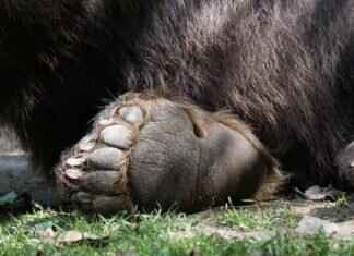 Most Popular Paw Patrol Characters & Where to Buy Paw Patrol Toys in the US Most Popular Paw Patrol Characters & Where to Buy Paw Patrol Toys in the US