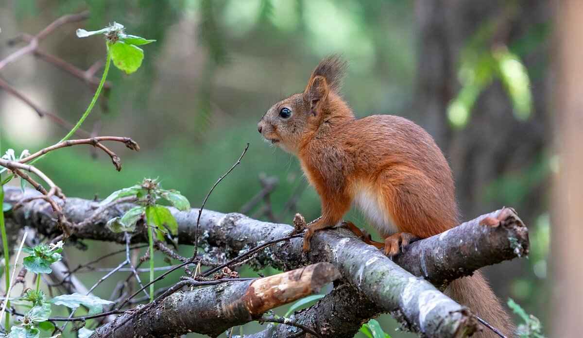 Gengar: The Mischievous Ghost Pokémon