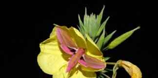 Mothim Pokémon Attack Power, Special Abilities, and How to Build the Best Team Mothim Pokémon Attack Power, Special Abilities, and How to Build the Best Team