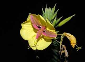 Mothim Pokémon Attack Power, Special Abilities, and How to Build the Best Team Mothim Pokémon Attack Power, Special Abilities, and How to Build the Best Team