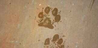 Moto Pups: The Coolest Motorcycle Stunts in Paw Patrol Moto Pups: The Coolest Motorcycle Stunts in Paw Patrol