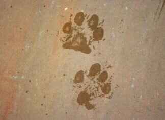 Moto Pups: The Coolest Motorcycle Stunts in Paw Patrol Moto Pups: The Coolest Motorcycle Stunts in Paw Patrol