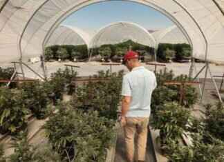 Improving State Cannabis Agency Amid Contamination Concerns mproving-state-cannabis-agency-amid-contamination-concerns