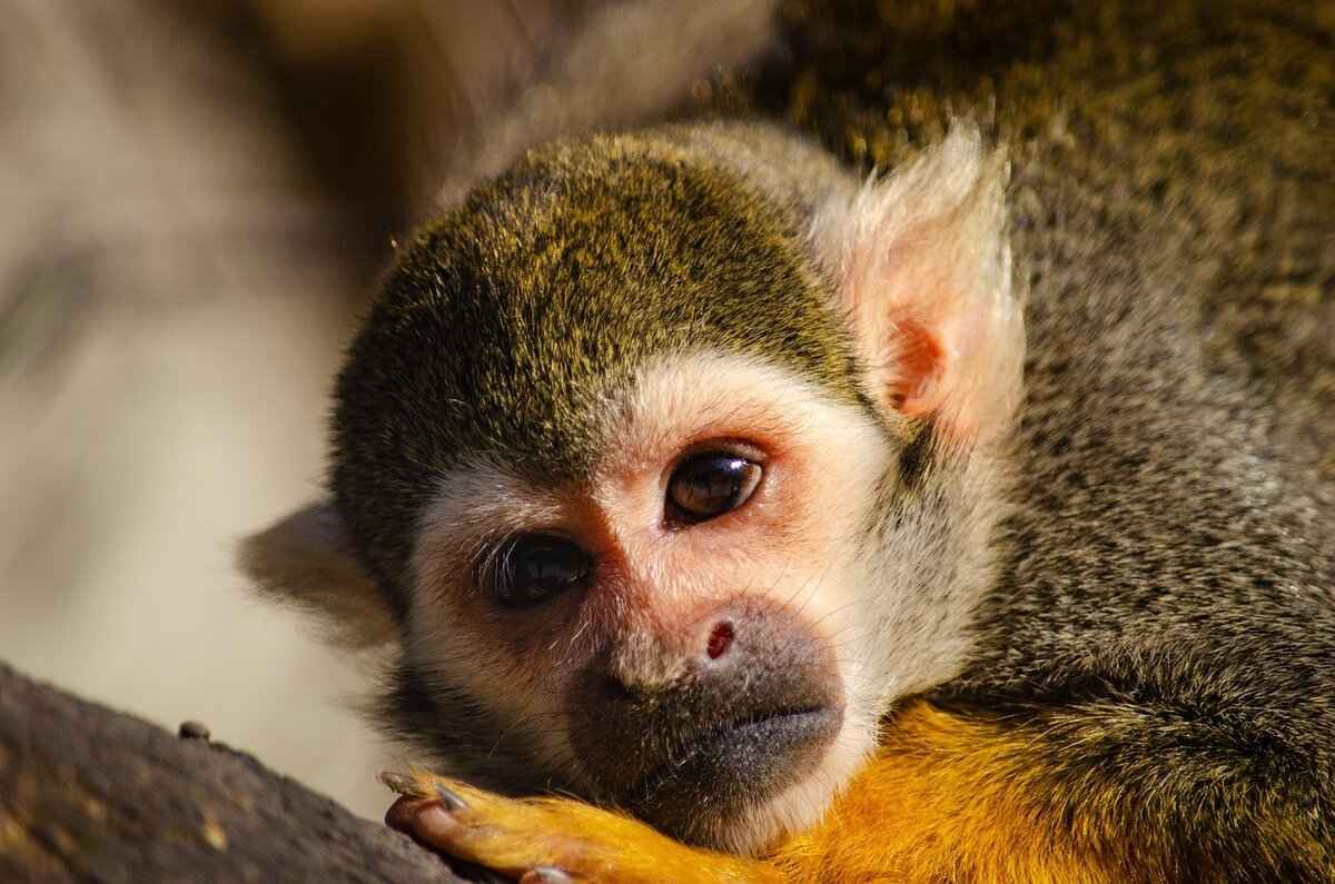 Special Abilities of Mr. Mime