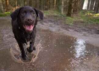 Mudbray Pokémon: Evolution, Strengths, and Best Moveset Mudbray Pokémon: Evolution, Strengths, and Best Moveset