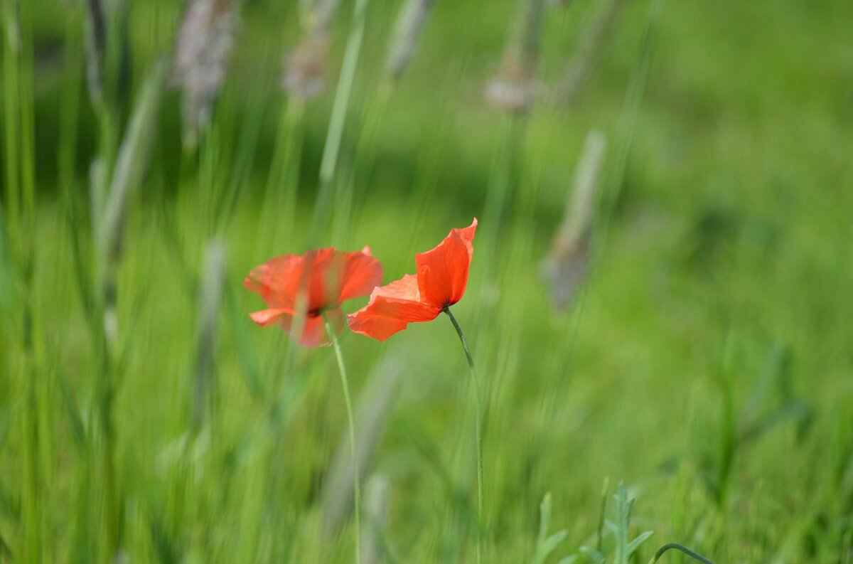 Understanding Muk's Unique Features