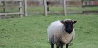 MyFastBroker Stock Brokers: The Best Platforms for Investors MyFastBroker Stock Brokers: The Best Platforms for Investors