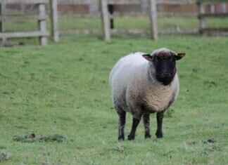 MyFastBroker Stock Brokers: The Best Platforms for Investors MyFastBroker Stock Brokers: The Best Platforms for Investors