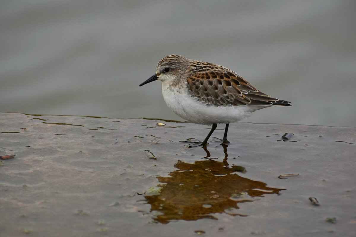 MyPasConnect Login Guide: How to Access Your Account 10 Frequently Asked Questions About MyPasConnect