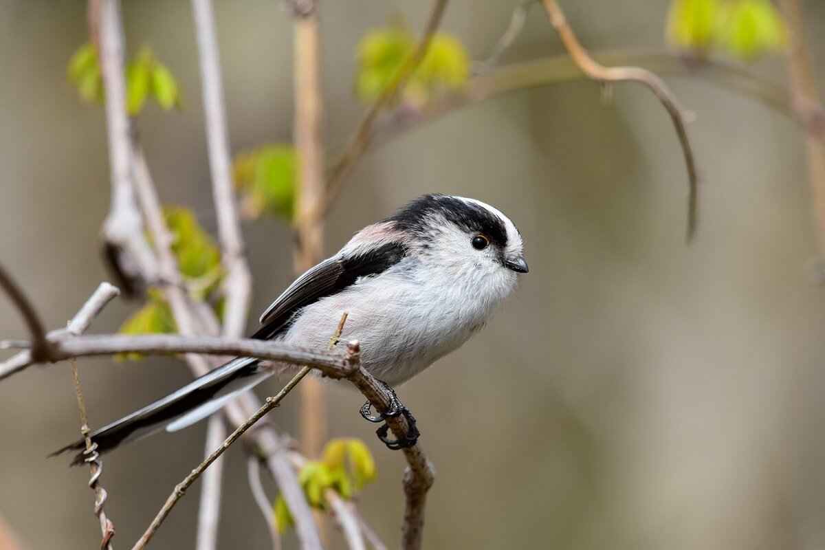 MyPasConnect Login Guide: How to Access Your Account 4 What to Do If You Forget Your Password?