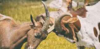 Naclstack Pokémon: Evolution, Best Moveset, and How to Use It in Battle Naclstack Pokémon: Evolution, Best Moveset, and How to Use It in Battle