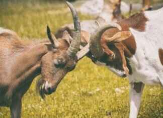 Naclstack Pokémon: Evolution, Best Moveset, and How to Use It in Battle Naclstack Pokémon: Evolution, Best Moveset, and How to Use It in Battle