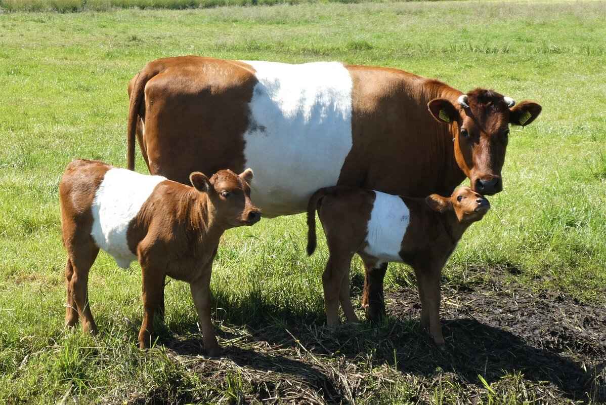 Nathan Fielder Emma Stone: Exploring Their Relationship and Collaborations 2 How Did Nathan Fielder and Emma Stone's Relationship Develop?